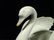 CERAMIC SWAN PLANTER, BY GLOBAL ART, APPROX 5.75" X 8" - 3