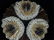 3 PC GLASS TRAY, PLATTER & BOWL, FLORAL DESIGN, TRAY - 2