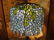 TIFFANY STYLE STAINED LEADED GLASS LAMP, WISTERIA VINE - 2