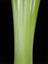 TALL MURANO STYLE ART GLASS VASE, GREEN, WHITE & CLEAR, - 3