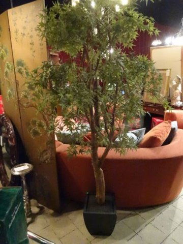 JAPANESE MAPLE SILK TREE IN PLANTER, WOOD TRUNK, VERY (1 of 4)