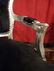 PAIR LOUIS XV STYLE FAUTEUIL ARM CHAIRS, SILVER GILT - 6