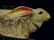 RABBIT FORM BABY CARRIAGE SCULPTURE, WICKER, METAL, AND - 2