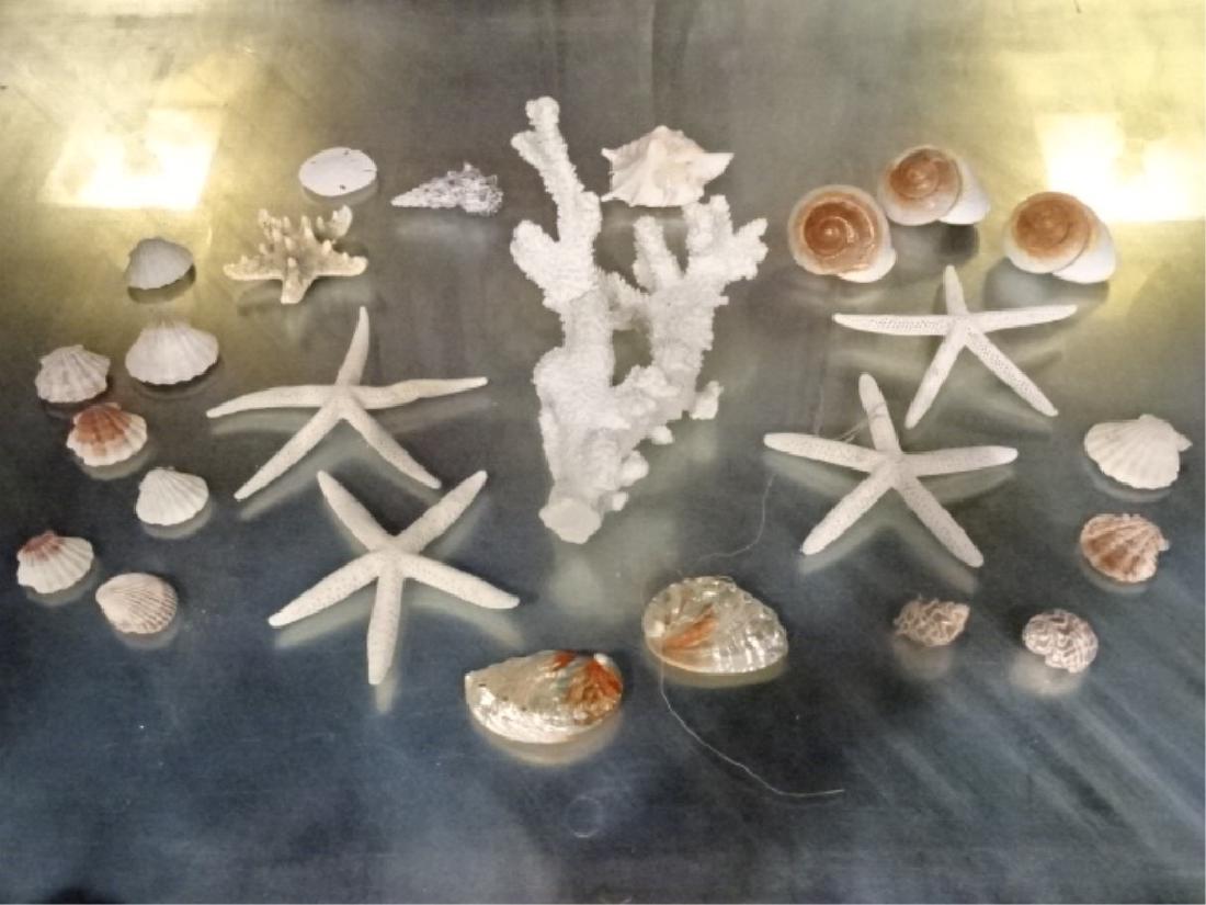 23 PC GROUP LOT NATURAL CORAL, SHELLS, STARFISH, CORAL (1 of 5)