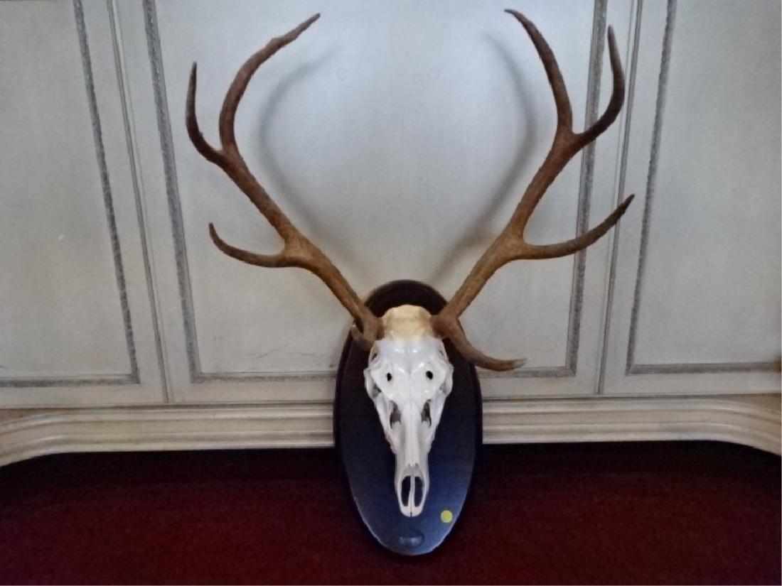 TAXIDERMY DEER ANTLER MOUNT, 8 POINT, 21"W X 34"H X (1 of 5)