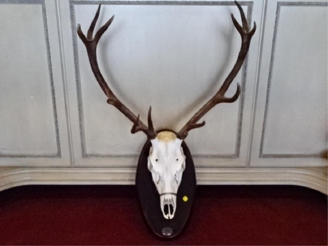TAXIDERMY DEER ANTLER MOUNT, 12 POINT (ONE BROKEN), (1 of 4)