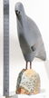 Sanford Derere "Bird Life of Zimbabwe" - 3