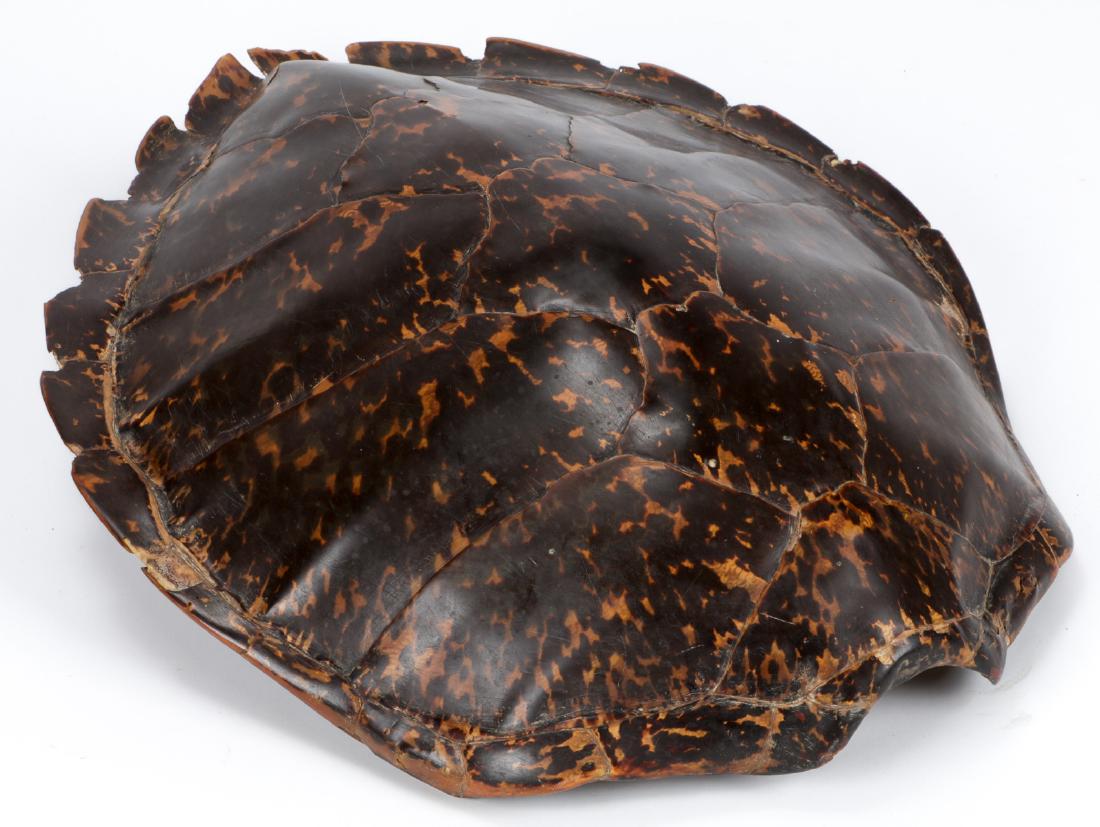 Naturally Collected Antique Tortoise Shell (1 of 8)