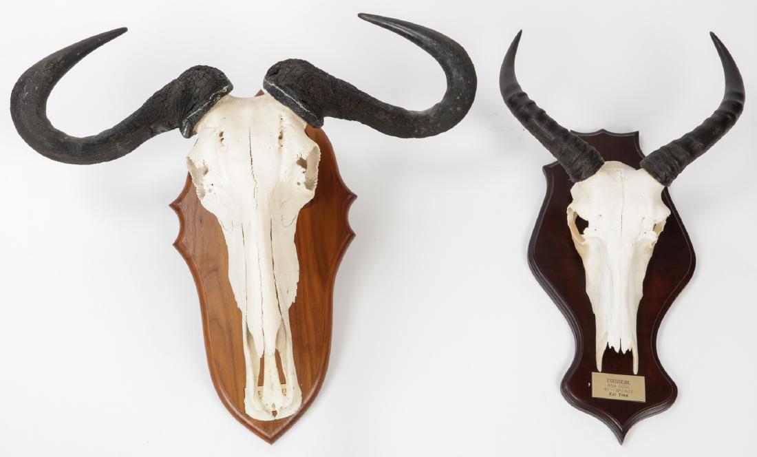 2 Taxidermy Mounts, Wildebeest and Tsessebe (1 of 8)