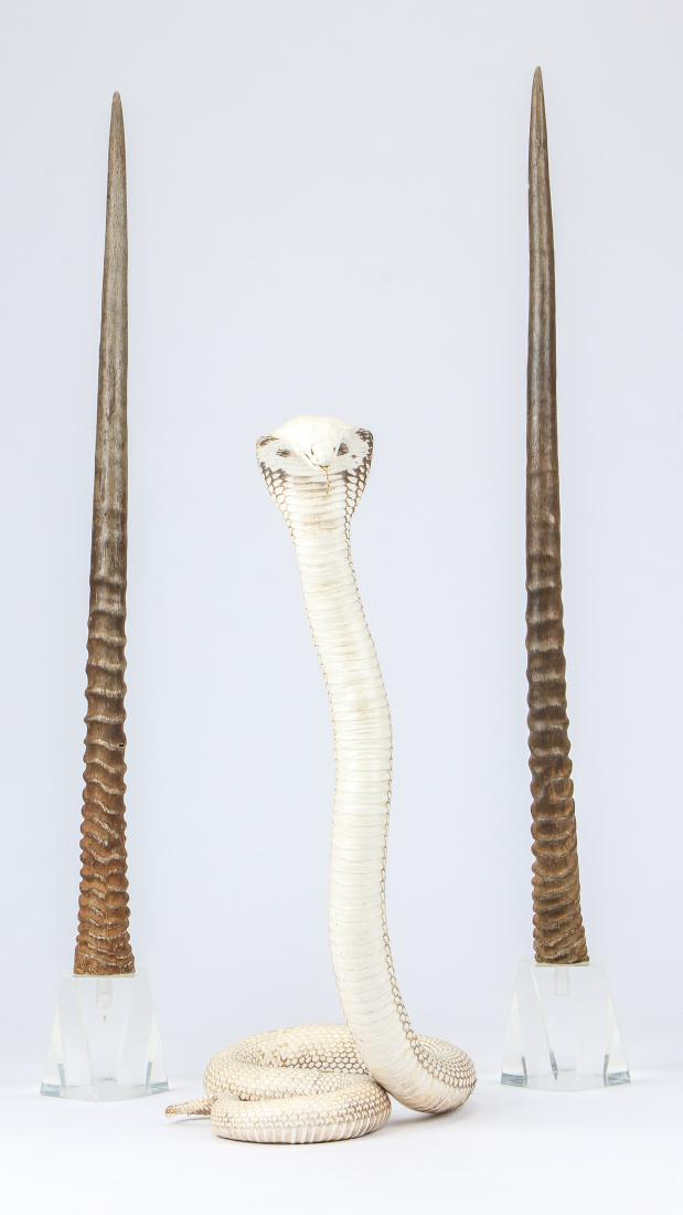 Decorator Lot: Pair of Horns and Cobra Snake (1 of 6)