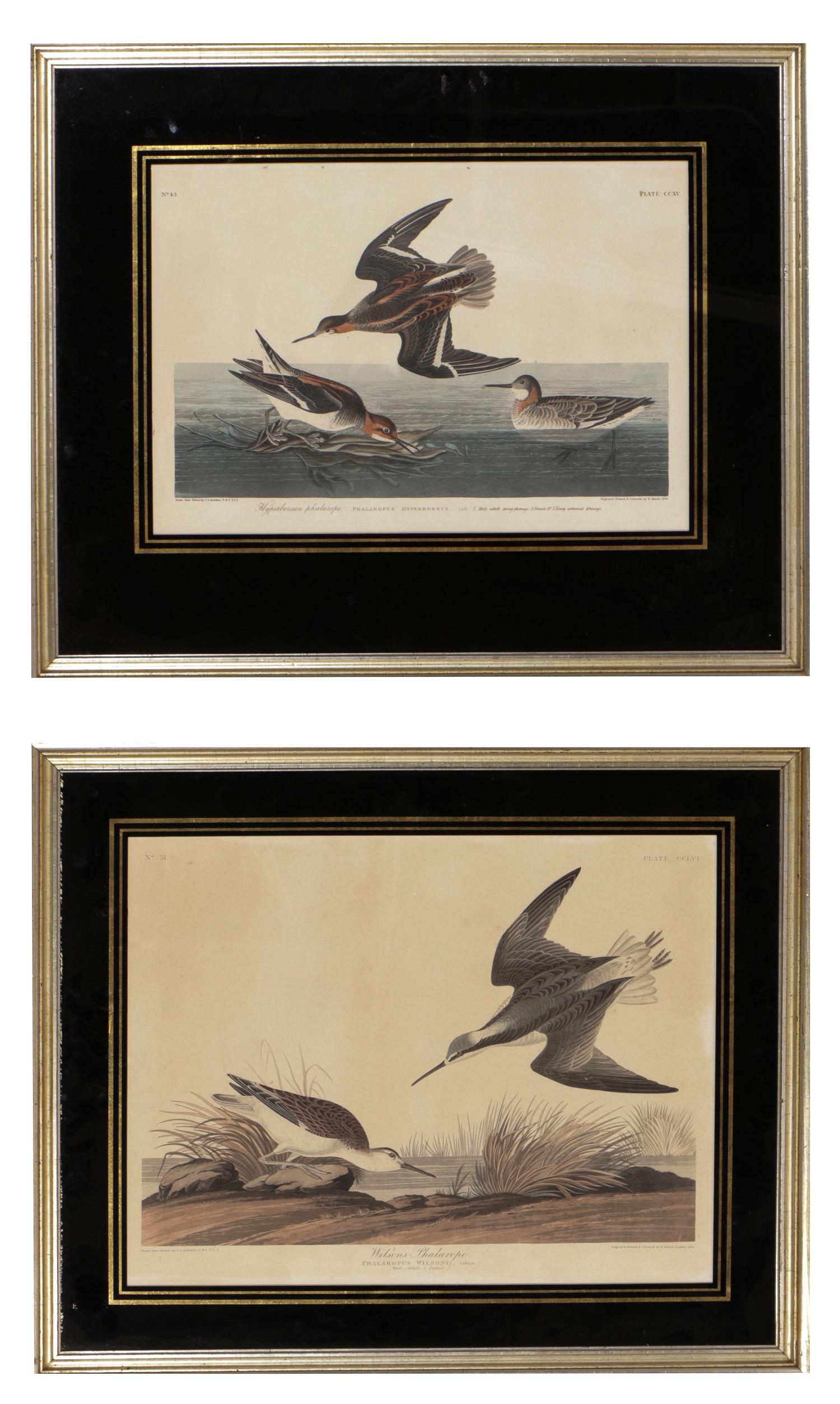John J. Audubon Engravings (2): John J. Audubon (American, 1785-1851) Two Engravings with Aquatint. (1) Hyperborean Phalarope. and (2) Wilson Phalarope. Each framed with reverse black painted mats. Size: 11.5" x 18," 29 x 46 cm. (si