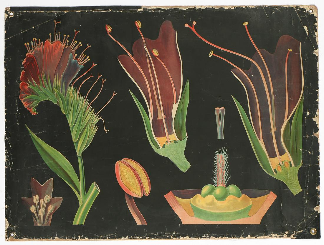 Antique Botanical Print (1 of 2)