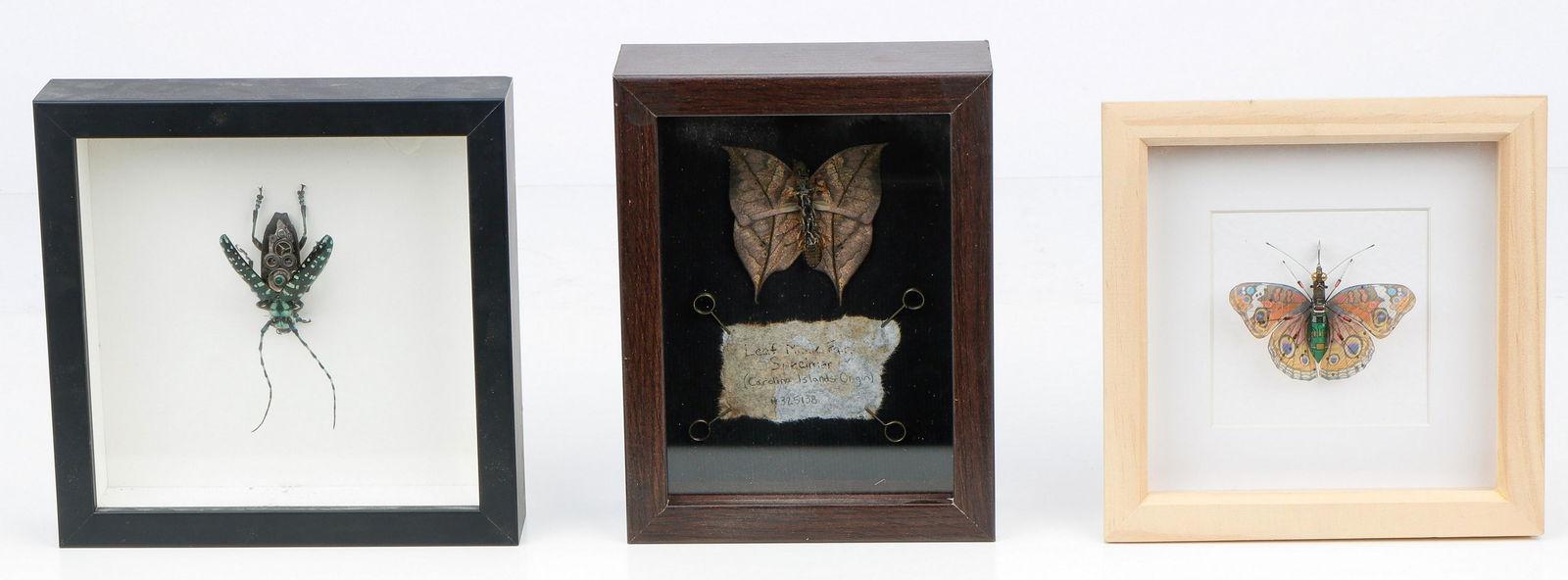 3 Framed Cyberpunk Insect Specimens (1 of 5)