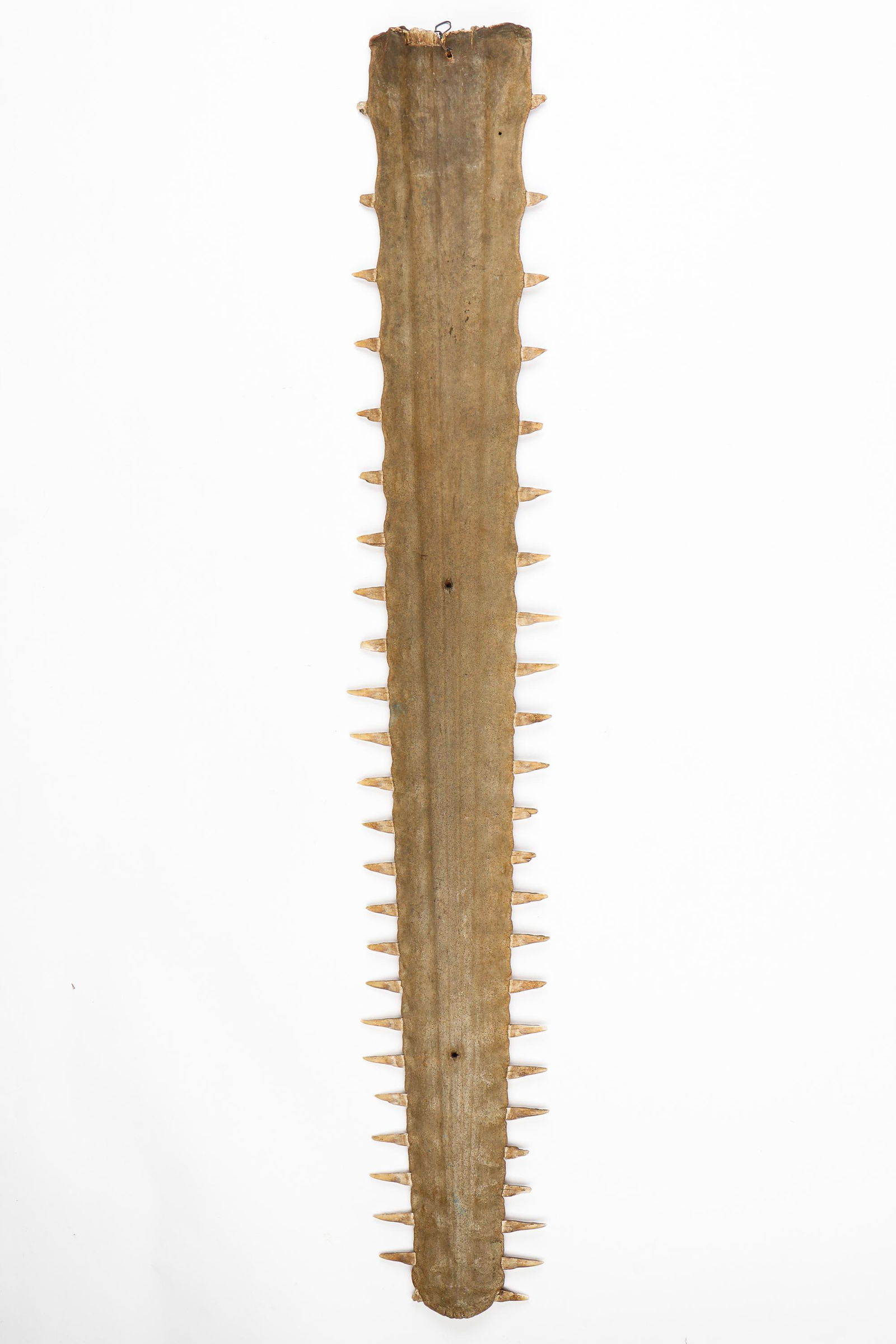 19th C. Sawfish Bill Specimen (1 of 3)