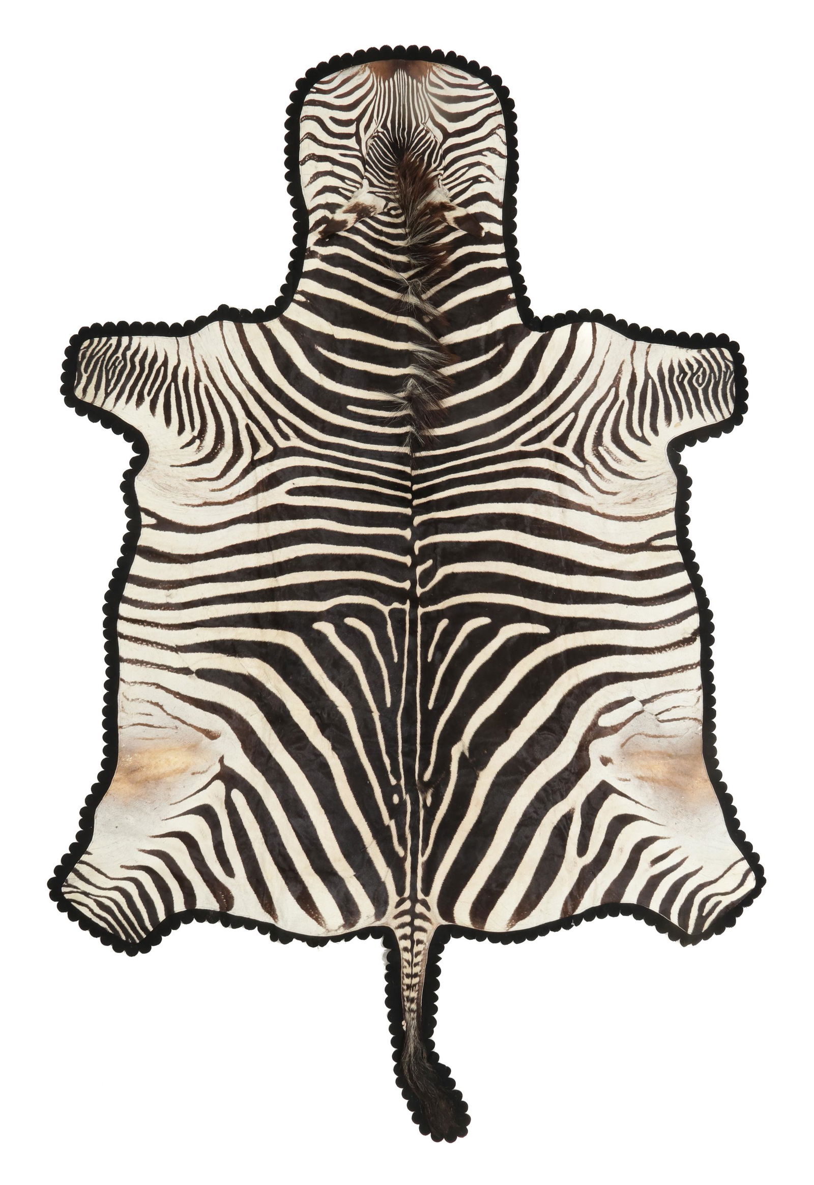 Vintage Burchell Zebra Hide Rug, Africa (1 of 5)