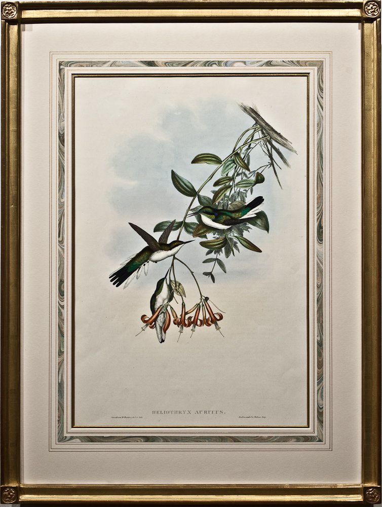 John Gould & H. C. Richter (1804-1888): Heliothryx Auritus, Hand-colored lithograph; Framed ; Height:20”, Width:13.25