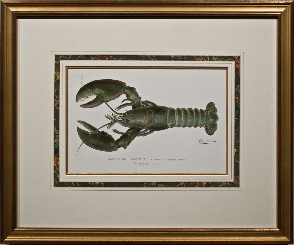 Sherman Foote Denton: (American, 1856-1937); AMERICAN LOBSTER; Fish and Lobsters, published by The New York State Fish and Game Commission, Albany, New York, 1890, color lithograph, print 12 x 9-1/8 in., sight: 7 ½” x 1