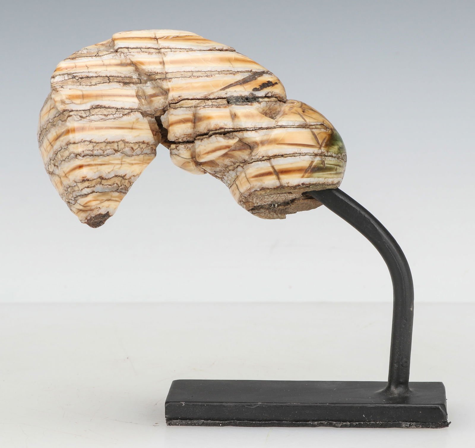 Fossilized Shell Kris Handle (1 of 4)