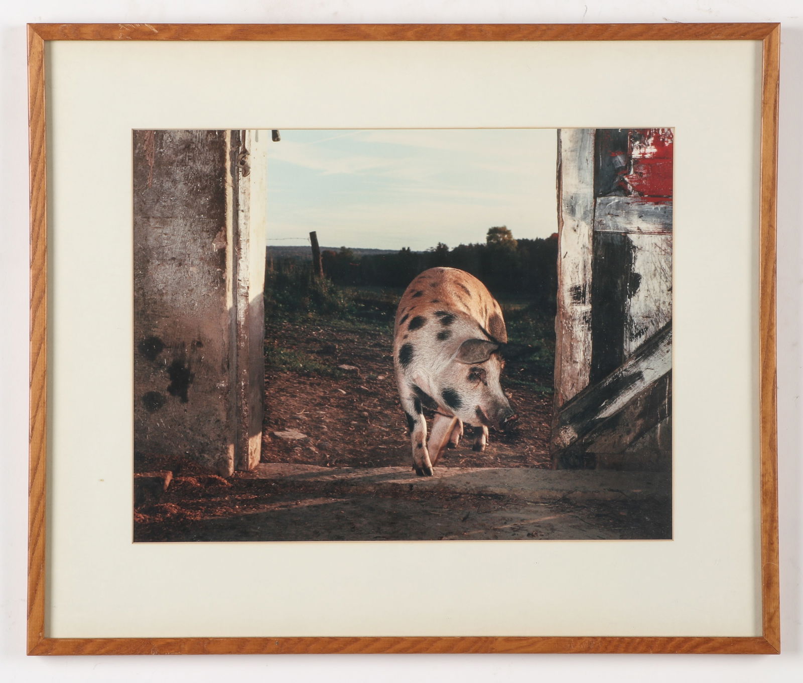 Stephen S. Myers (American, b. 1942) Spotted Pig: Stephen S. Myers (American, b. 1942) Spotted Pig, color photograph, Framed. Size:14'' x 18'', 36 x 46 cm (sight); 21'' x 25'', 53 x 64 cm (frame). Provenance: The Robert L. Pfannebecker Collection. Ar