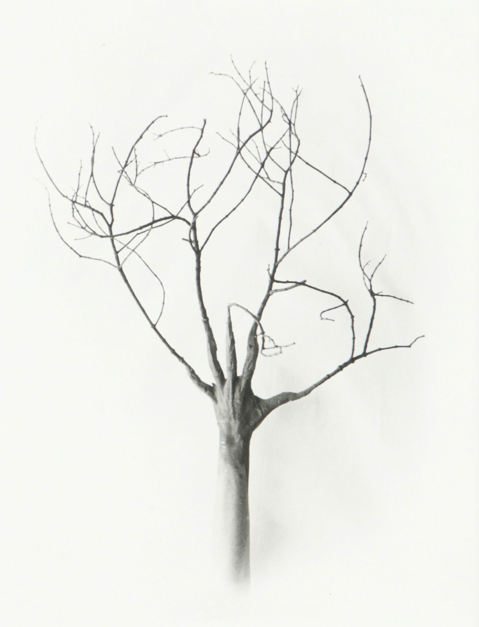 Marta Maria Perez Bravo (b. 1959) "Mas que un arbol (More than a tree)", 2000 (1 of 3)