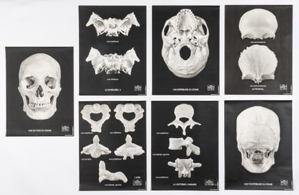 7 French Posters Morphologique Osteologie, Offidoc, Paris, Printed in Gravure