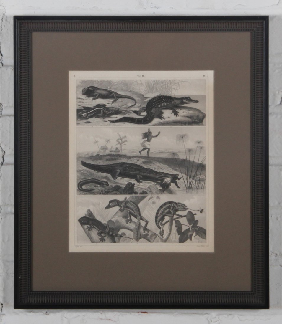 Engraving of Reptiles: Engraving of Reptiles mounted in wood frame under glass, "G. Heck dir. Henry Winkles sculp." printed in lower margin. Size: 11 x 8.75 inches (sight), 17.5 x 15.5 inches (frame). Condition: minor sheet