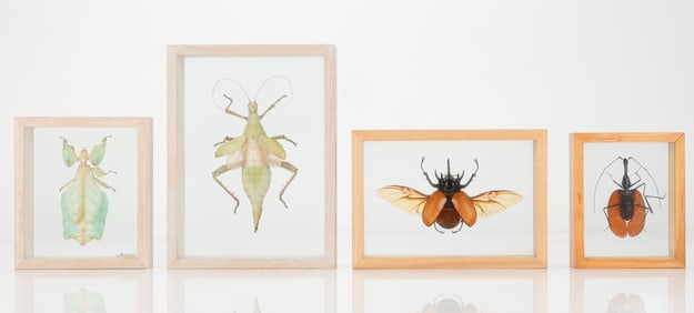 Group of 4 Framed Taxidermy Insect Specimens