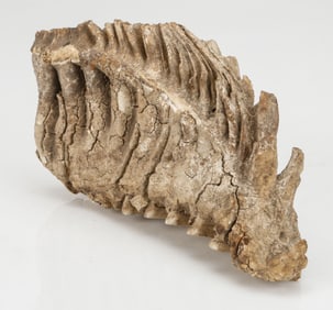 Fossil. Possibly Mammoth Tooth / Jaw