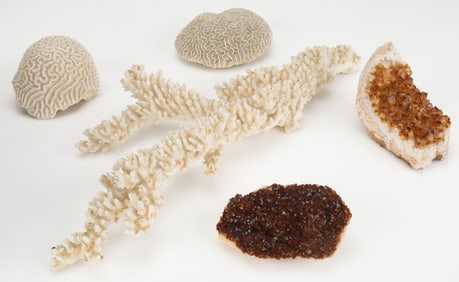 Natural History Collector's Lot (5 Pieces)