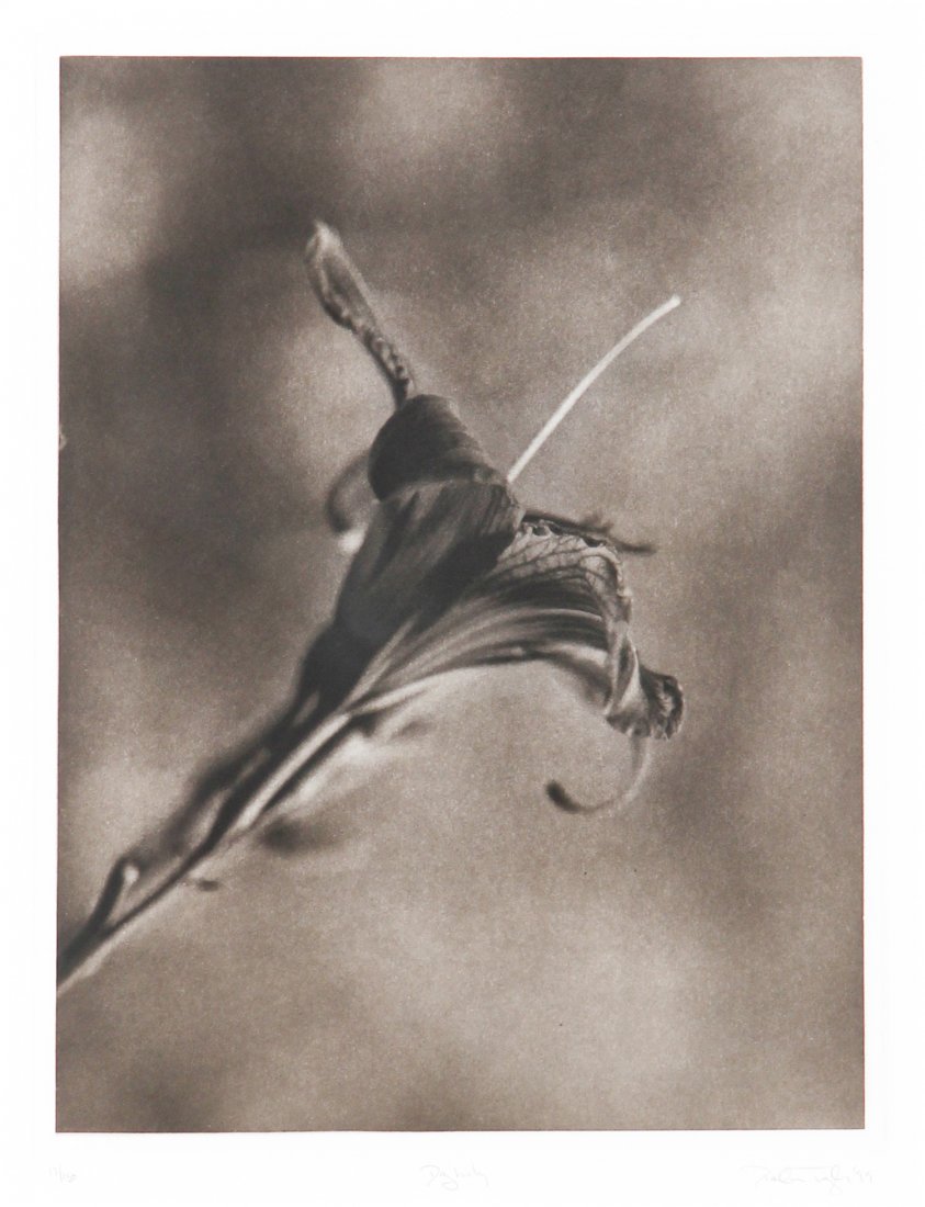 Paul Taylor, Photogravure: Paul Taylor, Day Lily, 1999. Medium: Black & white etching. Size: 27" x 23.5" (68 x 59 cm). Provenance: GlaxoSmithKline LLC.