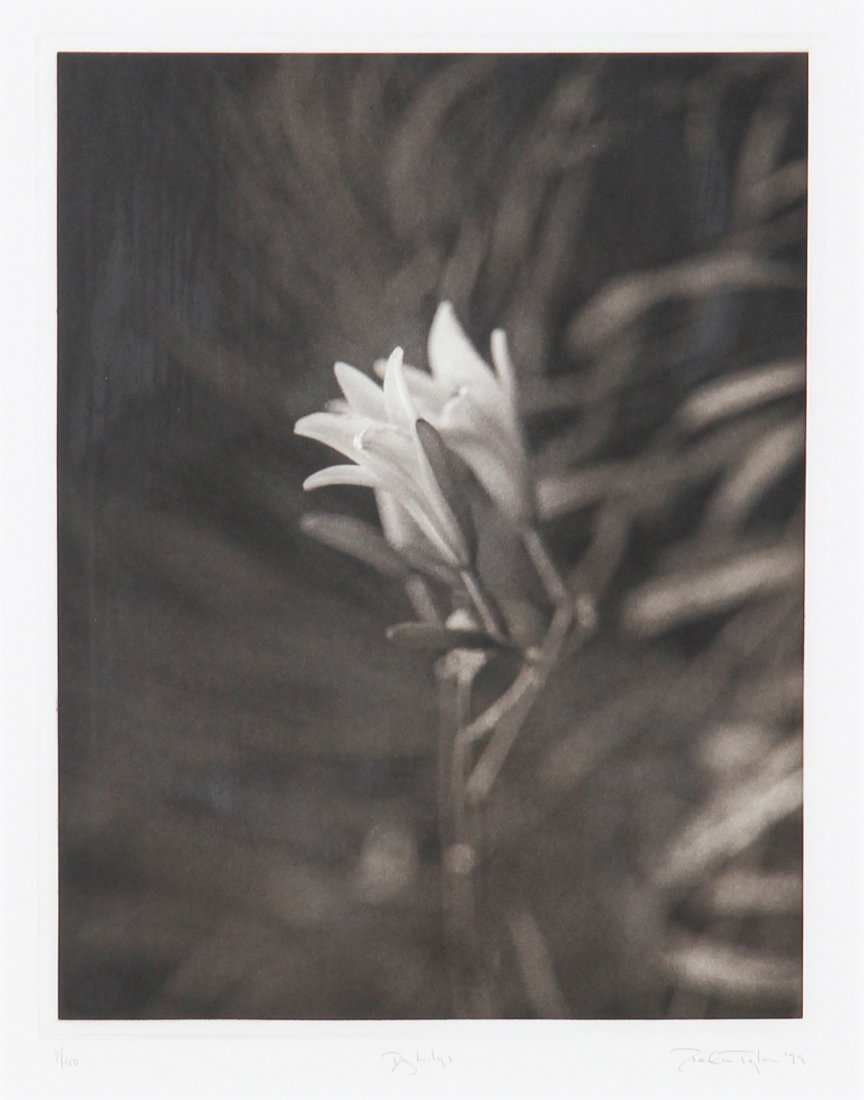 Paul Taylor, Photogravure: Paul Taylor, Day Lily 1, 1999. Medium: Photogravure. Size: 27" x 23.5" (68 x 59 cm). Provenance: GlaxoSmithKline LLC.