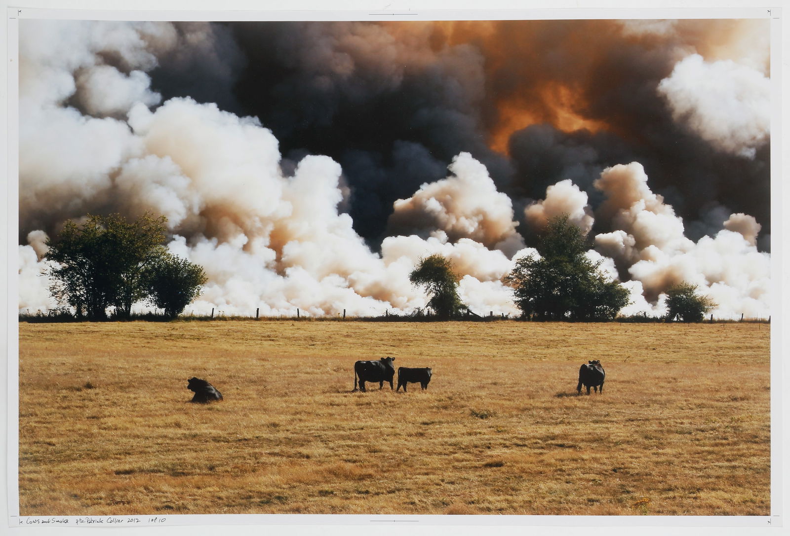 Patrick Collier (American, 21st C.) "Cows and Smoker," 2012 (1 of 2)