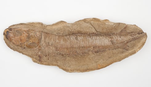 Fossilized Fish Specimen