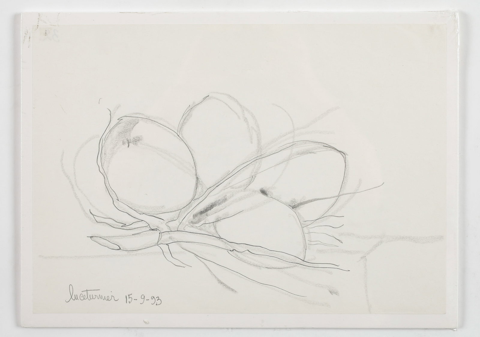 Luce Turnier (Haitian/Haiti) Still Life (Coconuts), Dated 1993: Luce Turnier (Haitian, 1924-1994) Still Life (Coconuts), dated 15-9-93, drawing on paper. Size: 11.75'' x 16.5'', 30 x 42 cm (sheet); 12.75'' x 17.5'', 32 x 44 cm (mat).