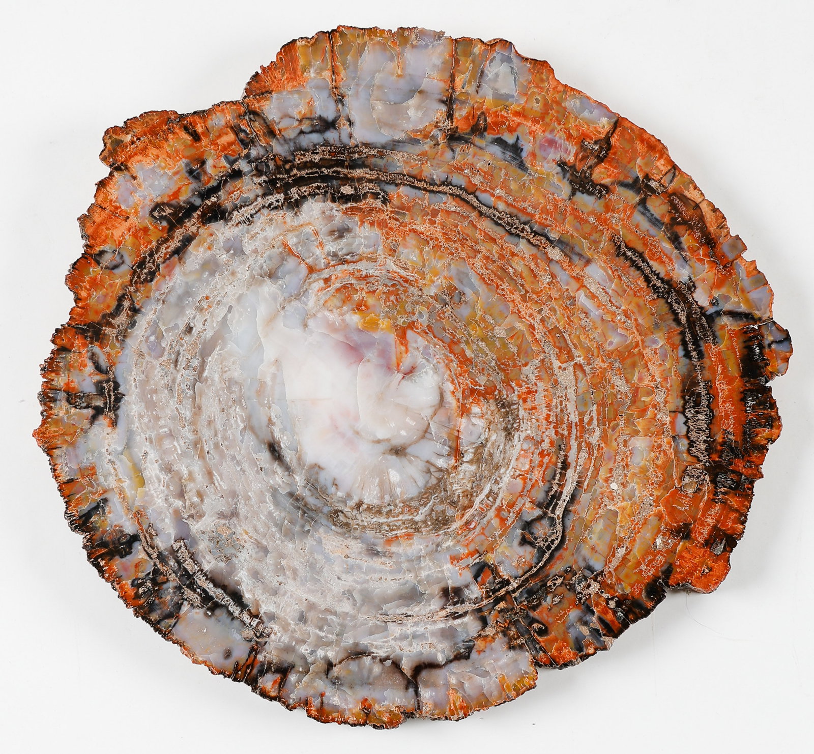 Large Arizona Petrified Wood Slab (1 of 2)