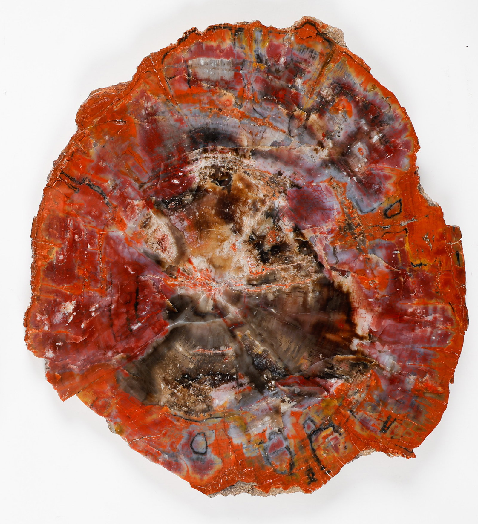 Large Arizona Petrified Wood Slab (1 of 2)