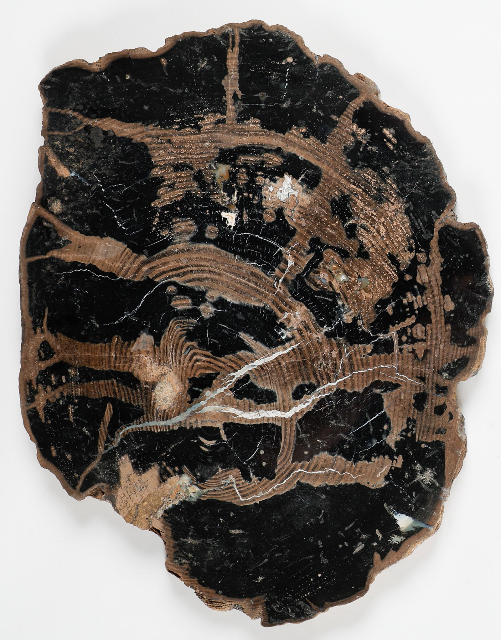 Large Arizona Petrified Wood Slab (1 of 2)