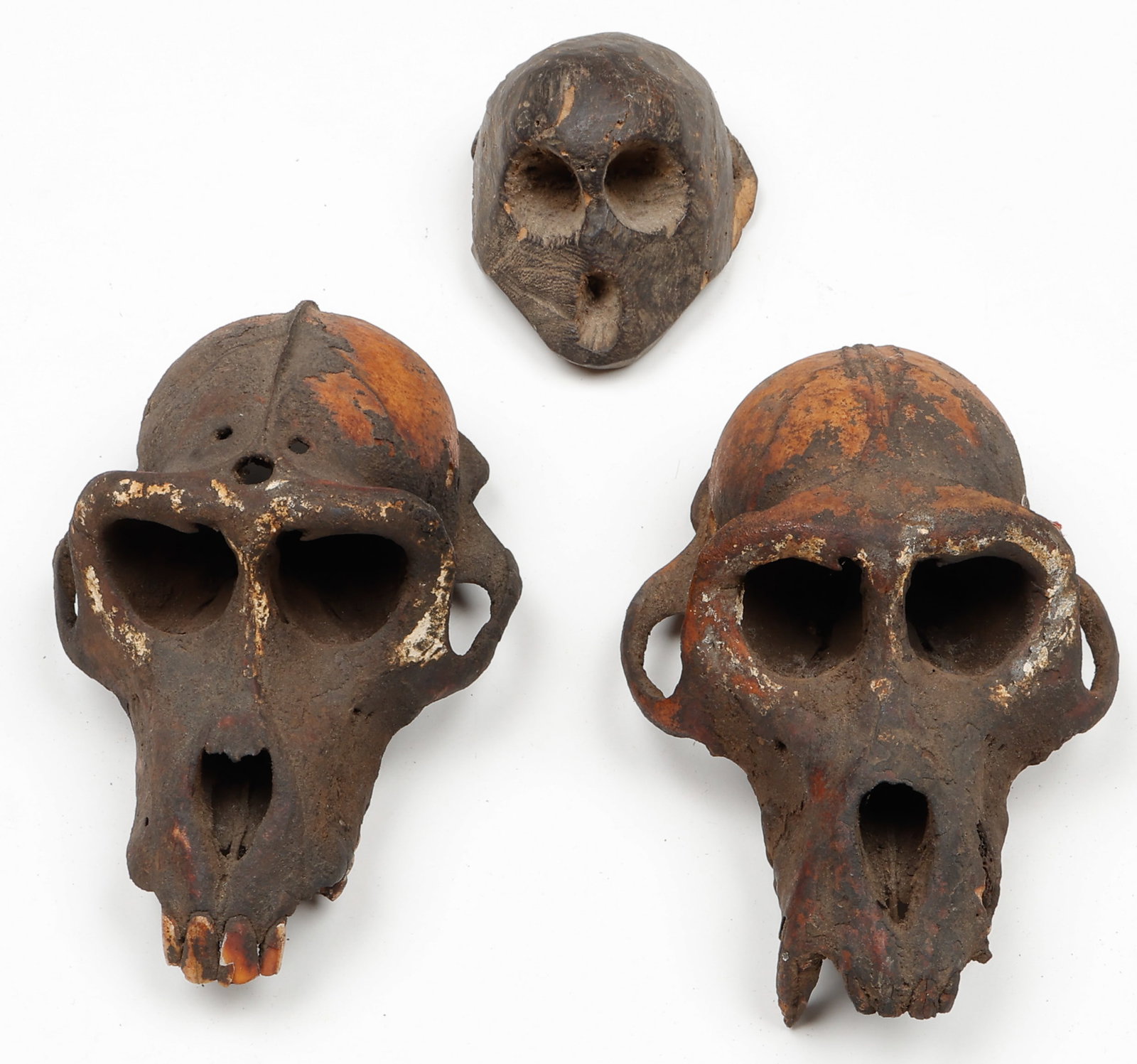 2 Konyak Monkey Skulls/1 Wooden Monkey Skull, Nagaland/NE India (1 of 3)