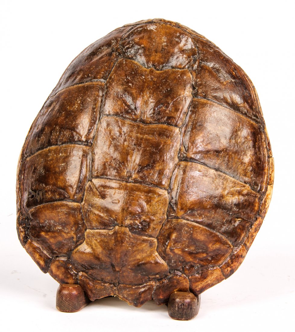 Polished Snapping Turtle Shell: Polished Snapping Turtle Shell. Size: 9.5" x 9" x 5".