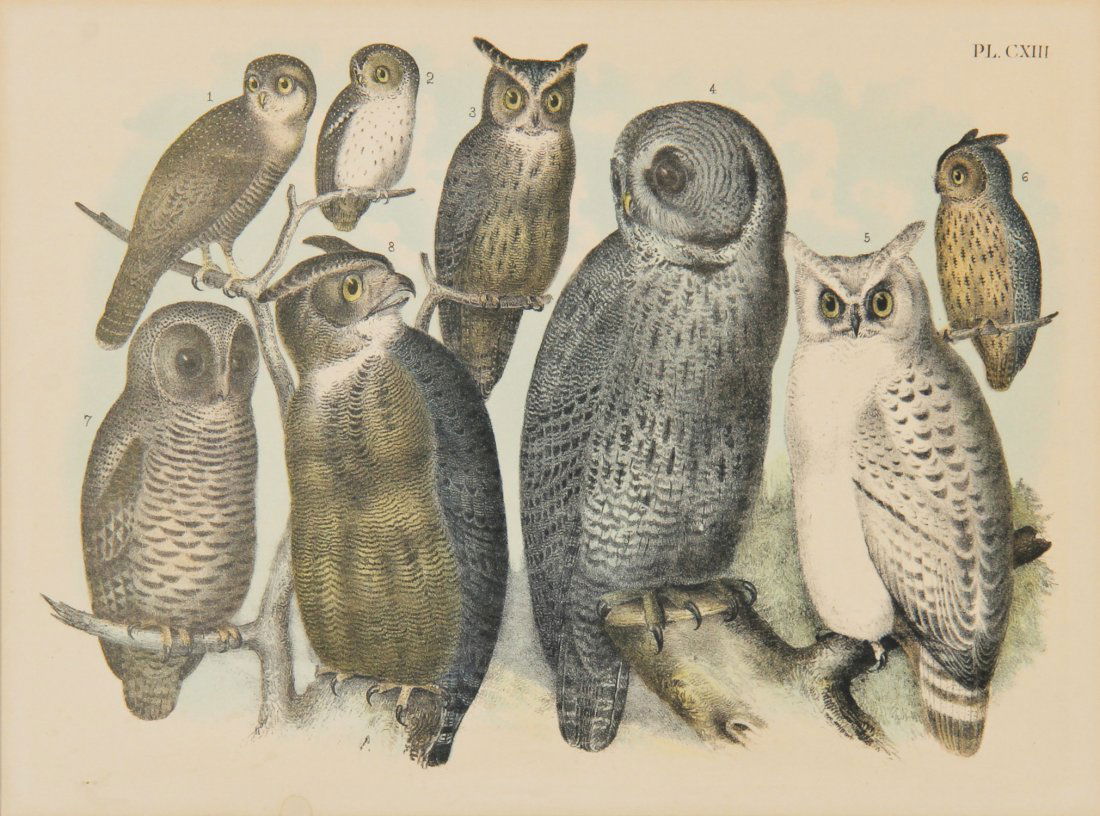 Antique Lithograph of Owls, 1888: Antique Lithograph of Owls, 1888, by Theodore Jasper for Birds of America, revised by John Graham Bell, Audobon's fiedl Assistant. Published by Jacob F. Studer. Provenance: Whitehead and Mangan, purve