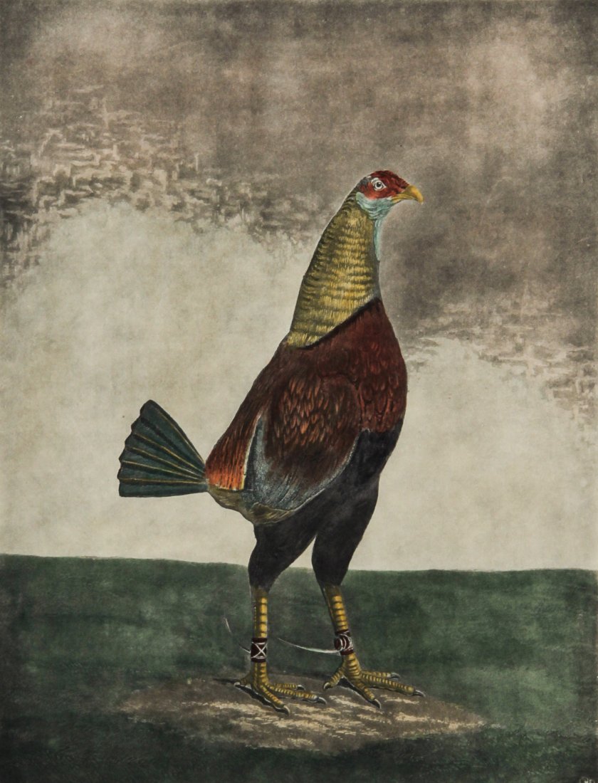 18th c. Chromolithograph: 18th c. Chromolithograph. Fighting cock named War. Published by W.C. Lee, London. Engraved by C. Turner and painted by B. Marshall. Size:
