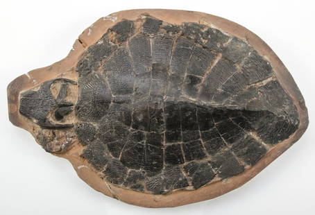 Fossilized Tortoise Shell: Fossilized Tortoise Shell. Size: 14" x 9" (36 x 23 cm).