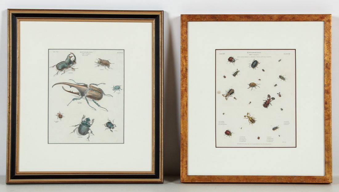 Pair of Framed 19th c. Entomology Prints: Pair of Framed 19th c. Entomology Prints depicting Scarabs/Beetles. Size: 10.25" x 8", 26 x 20 cm (sight); 18.75" x 16.75", 48 x 43 cm (frame) and 10.5" x 8.5", 27 x 22 cm (sight); 18" x 16", 46 x 41 