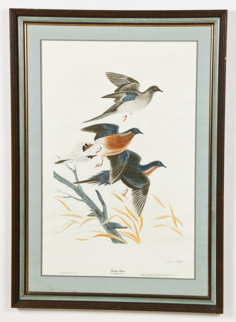 John A. Ruthven (American, 20th c.): John A. Ruthven (American, 20th c.) "Passenger Pigeon", hand-colored aquatint, from an edition of 500, framed. Size: 37" x 24", 94 x 61 cm (sight), 47.5" x 34.5", 121 x 88 cm (frame).
