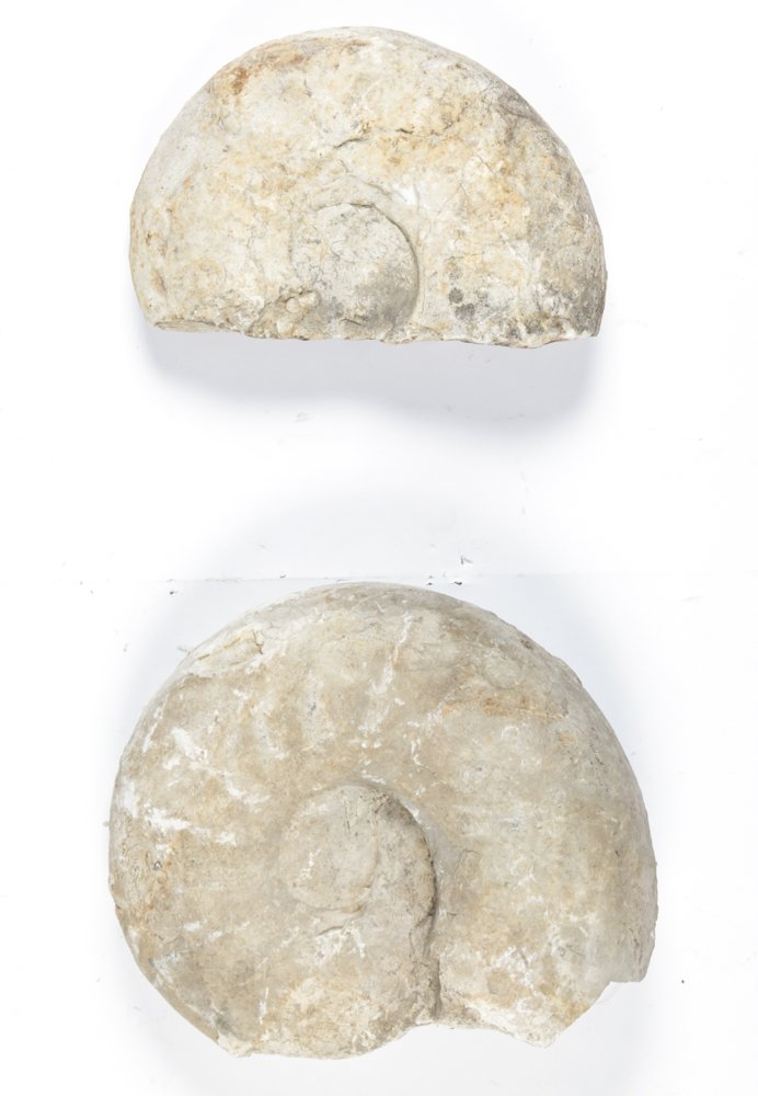 Lot of 2 Large Ammonite Fossils (1 of 2)