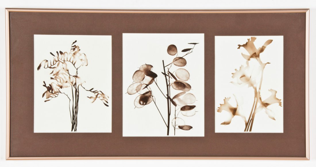 Naomi Savage (American, 1927-1995) Series of 3: Naomi Savage (American, 1927-1995) Series of 3 Photographs: Flowers. Size: 9.75" x 7.75", 25 x 20 cm (largest sight); 14.5" x 29.25", 37 x 74 cm (frame).