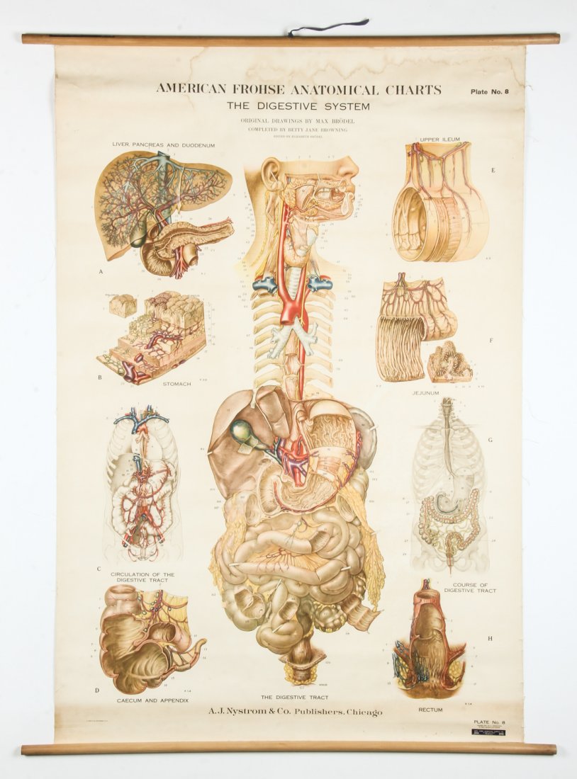 Vintage Anatomy Chart