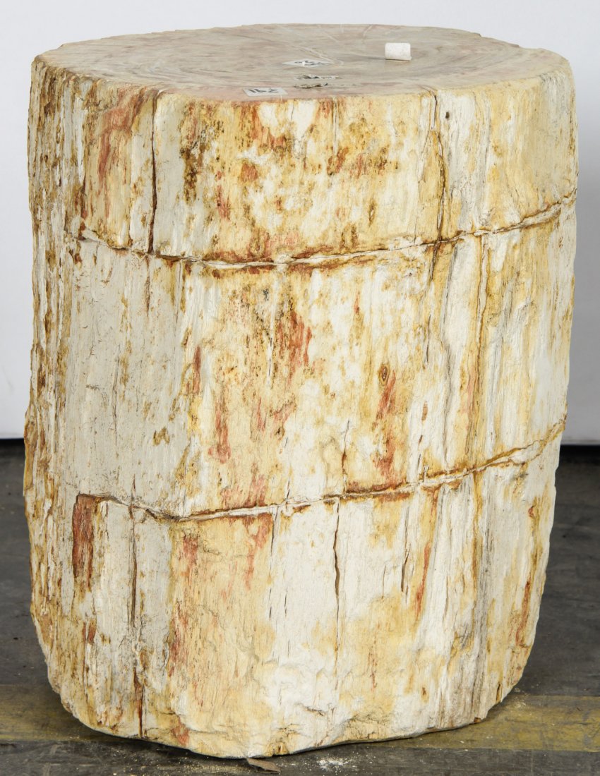 20 Million Year Petrified Wood: 20 Million Year Petrified Wood, Indonesia. Size: 16.25" x 12.5" x 13.5" (41 x 32 x 34 cm).