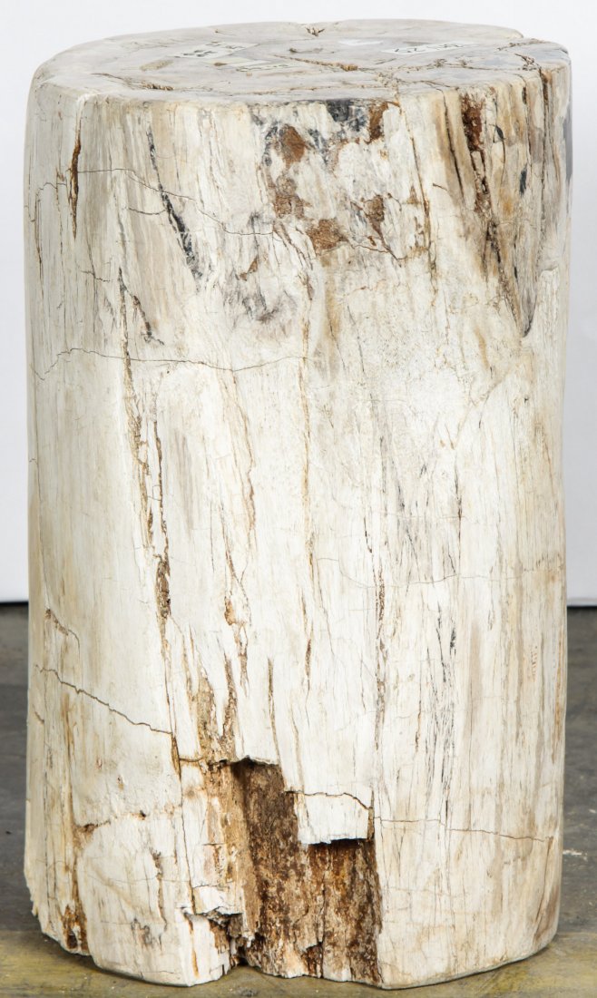 20 Million Year Petrified Wood: 20 Million Year Petrified Wood, Indonesia. Size: 16" x 10" x 11" (41 x 25 x 28 cm).