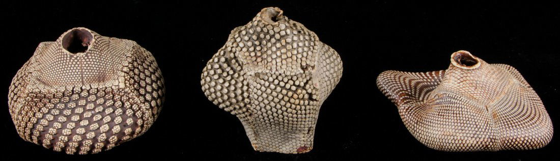 Steve Tobin (American, b. 1957) Ceramic Works (3): Steve Tobin (American, b. 1957) Ceramic Works (3). Three small organic shaped and pattern-incised ceramic vessel sculptures. Largest size: 2.5" x 3.75" x 4" (6 x 9.5 x 10 cm).